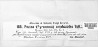 Pyronema omphalodes image